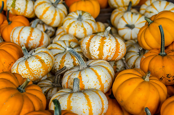 Mini Pumpkins