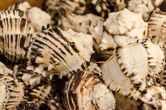 Shells