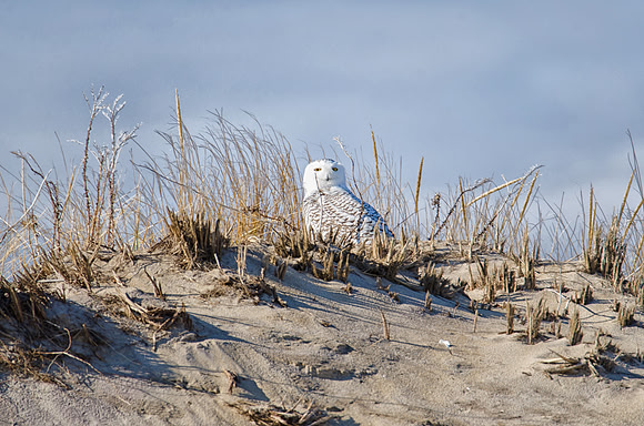 Snowy Owl At Plum Island