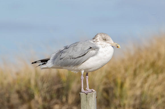 Herring Gull