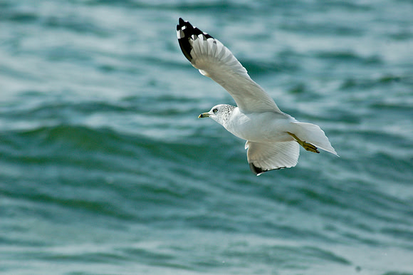 Ring-Billed Gull In Flight