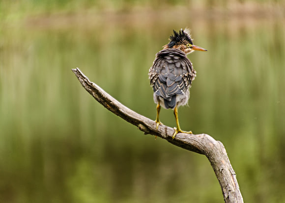 Green Heron Perched