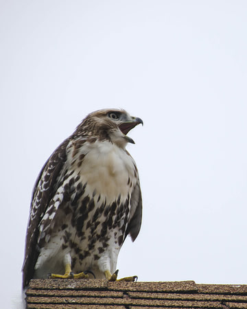 Red-tailed Hawk