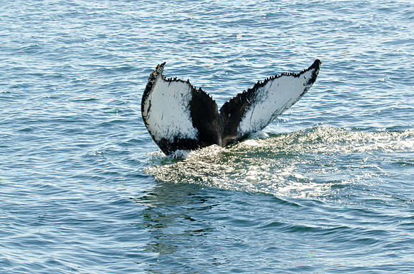 Bungee