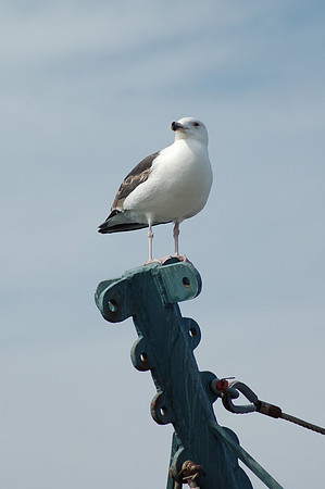 Bird On A Mast