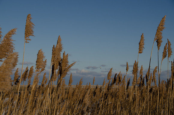 Winter Marsh At Fort Hill RAW