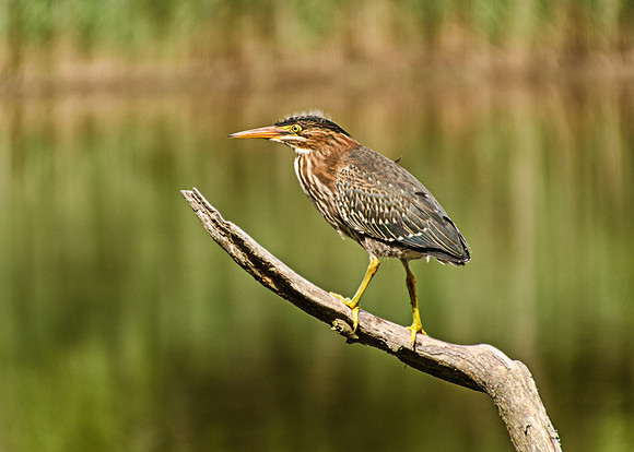 Green Heron Perched