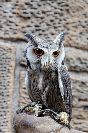 Northern White Faced Owl
