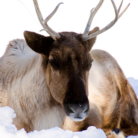 Reindeer