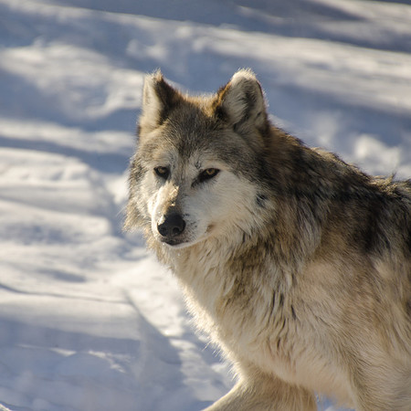 Mexican Gray Wolf