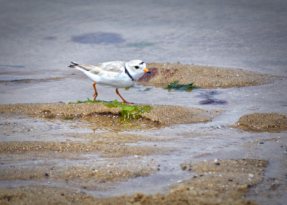 Piping Plover