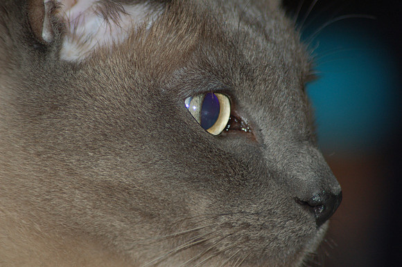 Teddy's Eye