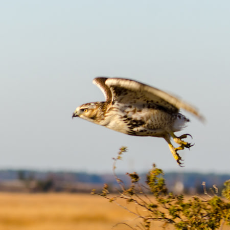 Red Tail Hawk