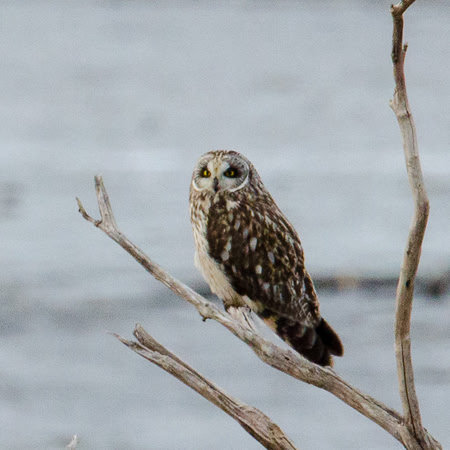 Short Earred Owl