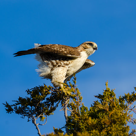 Red Tail Hawk