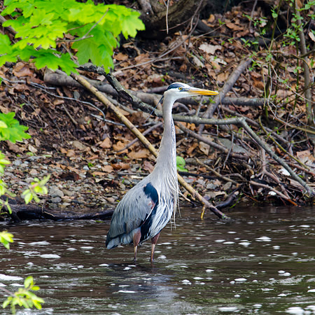 Great Blue Heron