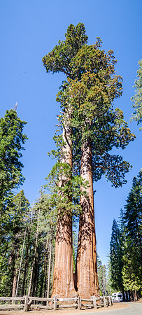 2 Tall Sequoia Redwoods