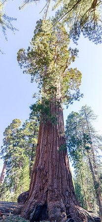 Giant Redwood
