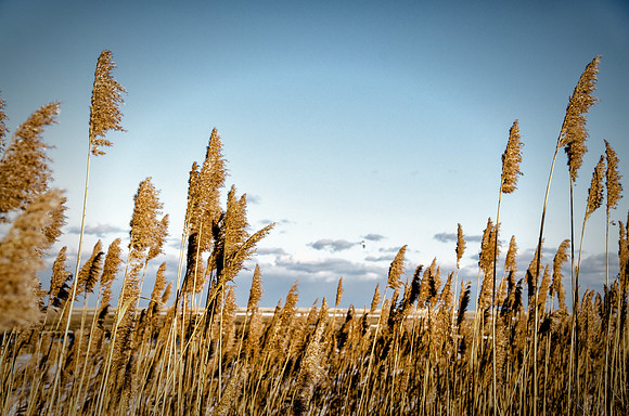Winter Marsh at Fort Hill 30