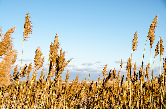 Winter Marsh at Fort Hill LR