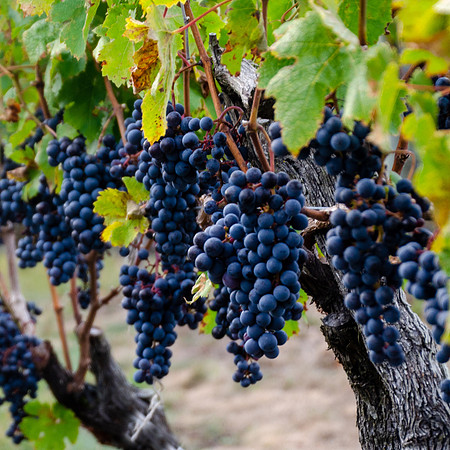 Truro VIneyards 2