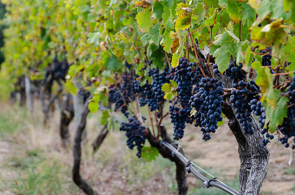Truro VIneyards 4