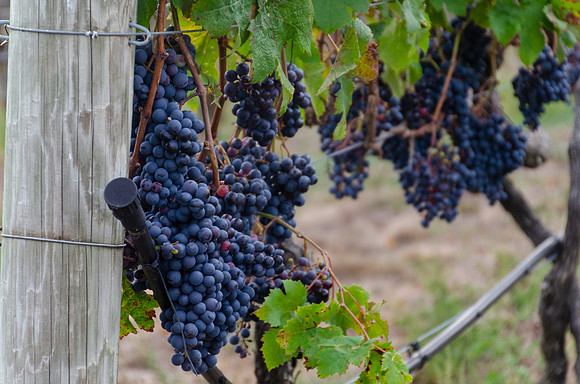 Truro VIneyards 3