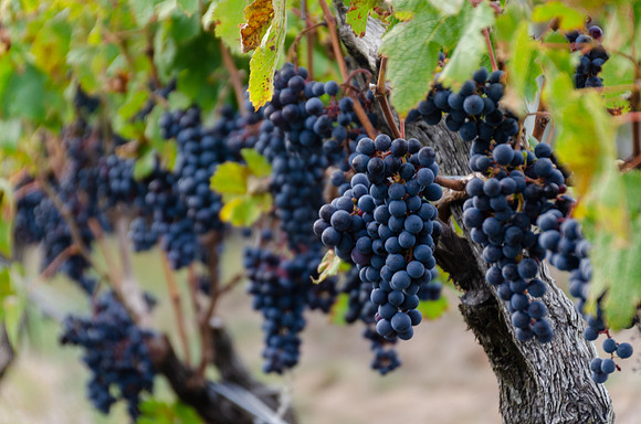 Truro VIneyards 5