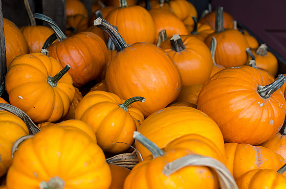 Pumpkins In Fall