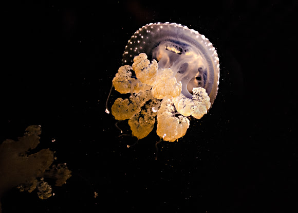 Australian Spotted Jelly