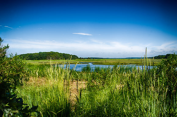 Wellfleet Bay Marsh