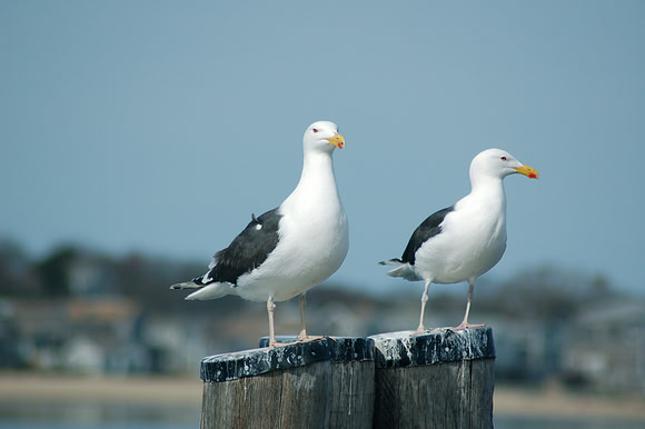 Two Sentries