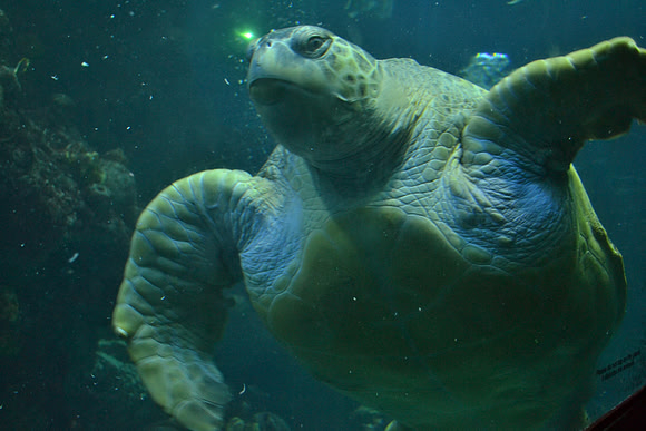 Giant Green Sea Turtle