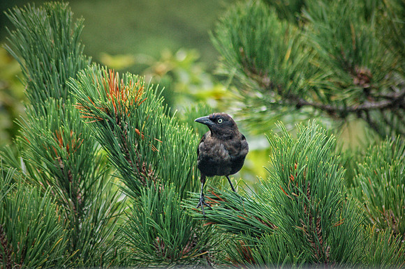 Nevermore, Young Grackle!