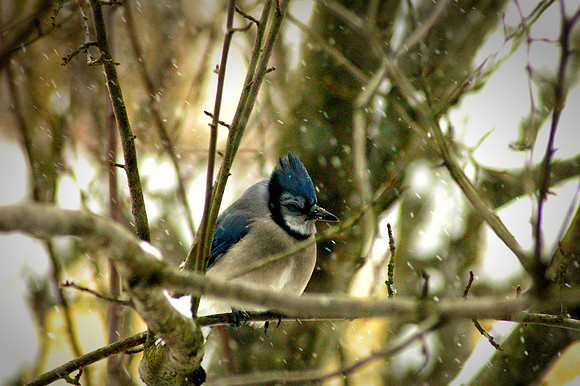 Blue Jay In Winter