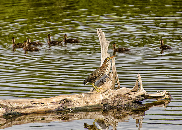 Juvenile Birds