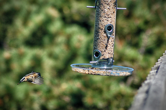 Nuthatch "flew the coupe!"
