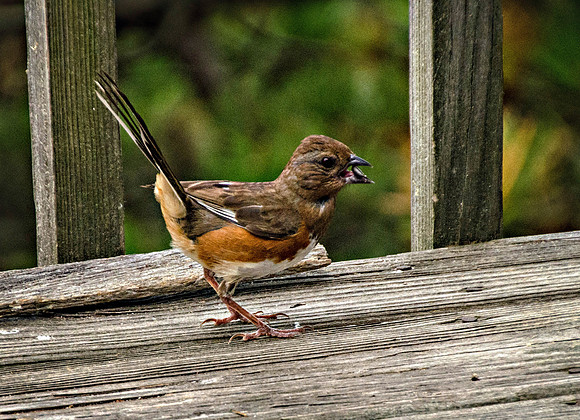 Eastern Towhee