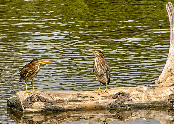 Green Herons