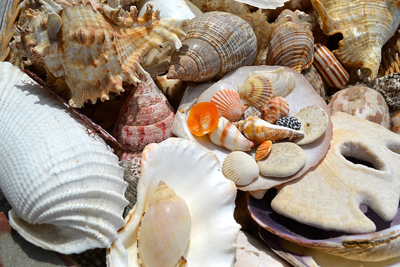 She Sells Seashells