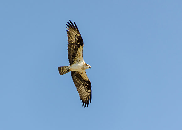 Juvenile Osprey