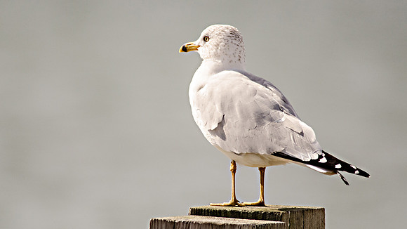 Ring Billed Gull