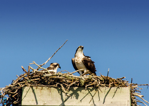Juvenile Osprey in Nest