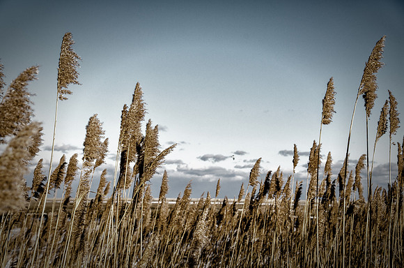 Winter Marsh at Fort Hill 60