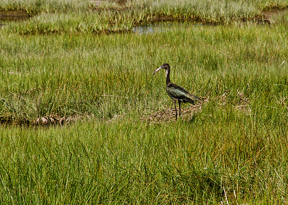 Glossy Ibis