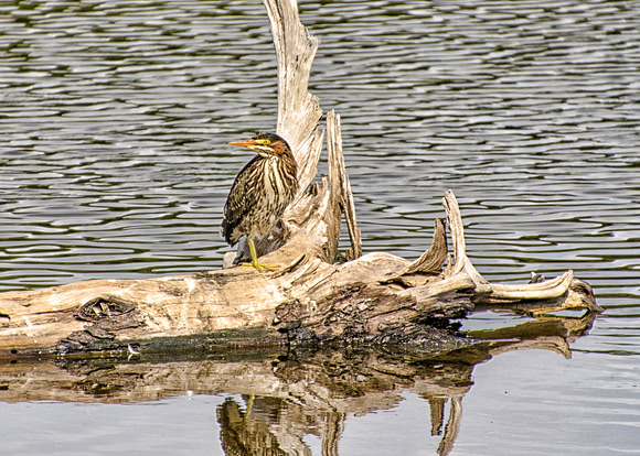 Juvenile Green Heron