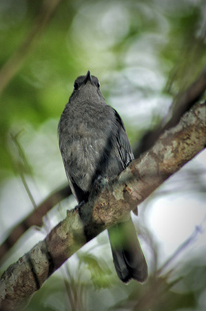 Catbird Calling
