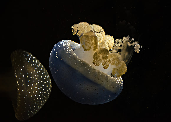 Australian Spotted Jelly