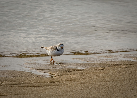Piping Plover