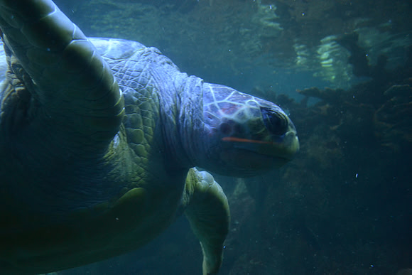 Turtle On The Reef